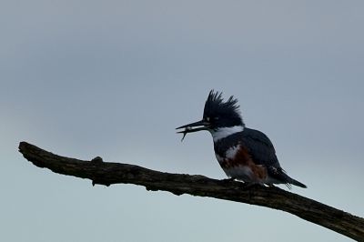 Belted Kingfisher with Lunch!
This photo is way too dark, but I couldn't resist the minnow in his beak.
