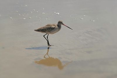 Marbled Godwit cruising a Santa Barbara Beach
This bird was oblivious to my presence as long as I did not get too close, and as long as I got out of the way!  The sun was birght this day.
Keywords: Marbled Godwit;Santa Barbara