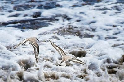 A pair of Western Sandpipers skim the beach on the Santa Barbara coast near Goleta
These beautiful birds were also found on our trip South to Arizona.  This beach was a treasure trove of birds and rocks and beach.
