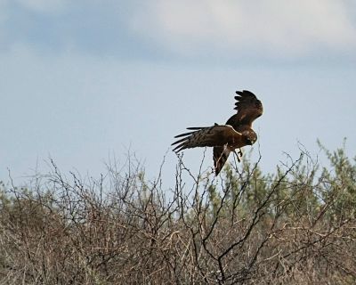 Northern Harrier looking for lunch  at Whitewater Draw
This Northern Harier was working along the fence next to the area where we were parked.  We thought the day was over when we returned, and then this guy showed up.
