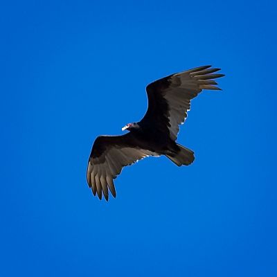 Turkey Vulture
Taken at Dedication Point in the Morley Nelson Raptor Conservation Area.  This is on the Snake River right outside Meridian, Idaho.

