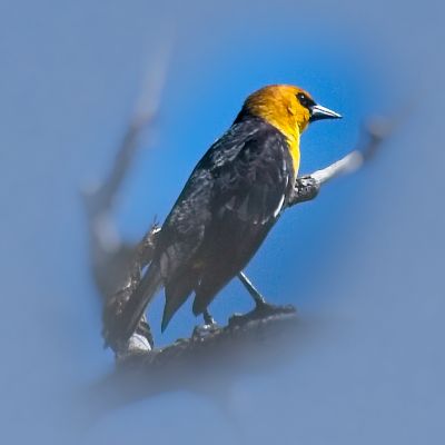 Yellow-Headed Blackbird
This is a very poor shot, of an unusual bird I've never seen before.  There are out of focus twigs and branches obscuring the lower body of the bird.  I removed most of the background because the head and upper torso make the point.
Keywords: BIRD;YELLOW-HEADED BLACKBIRD