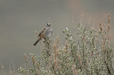White Crowned Sparrow
A nice break from the Bluebirds.  This little guy came around while we were tracking the Bluebirds, and he posed perfectly for me.
