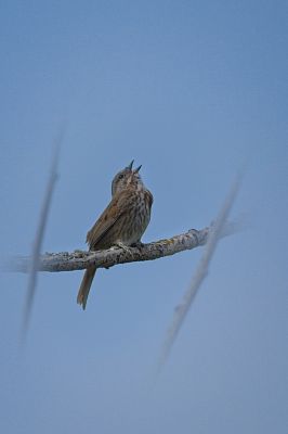 Song Sparrow
This little guy sang his heart out the whole time I took photos of him. 
Keywords: SONG SPARROW;SKAGIT WMA