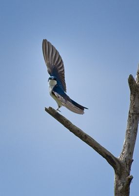 Tree Swallow
Caught this just as he took off headed who knows where.
Keywords: BIRDS;TREE SWALLOW, SKAGIT WMA