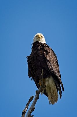 Bald Eagle at Skagit WMA
This eagle permitted us to approach his tree, walk directly, well almost directly :), underneath, and camp out for 20+ minutes before he finally took off.  He was up 60 feet or so, yielding the bottom-up view.  Not the best view, I admint, but beggars can't be choosers.
