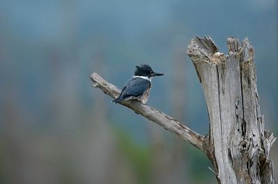 Belted Kingfisher
Funny bird.  Raucus, rowdy, and entertaining as heck.
