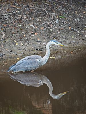 Back Yard Great Blue Heron III
This was the best, but still not all that good, reflection shot I got.  This bird fished the entire rim of the pond, and I never saw him catch, or even try to catch, anything.  Talk about skunked!
