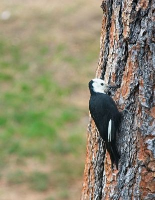 White-Headed Woodprecker
This fellow was very cooperative in landing on the tree closest to our trailer at the KOA in Leavenworth.
