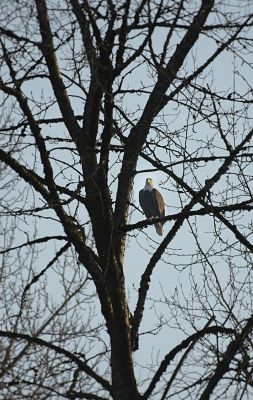 Bald Eagle 12/19
Bald Eagle seen in Monroe WA
Keywords: BIRDS;EAGLES