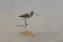 03152020_SBBeach31_MarbledGodwit_PortfolioExp.jpg
