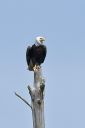 05112020_BaldEagle_324_PortfolioExp.jpg