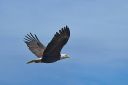 05112020_BaldEagle_350_PortfolioExp.jpg