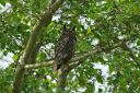 05112020_GreatHornedOwl_671_PortfolioExp.jpg