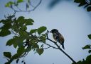 05112020_Grosbeak_18_PortfolioExp.jpg