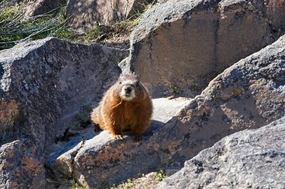 Yellow Bellied Marmot at Shoshone Falls
We thought this guy was so cute, and we tiptoed around and scurried to get photos.  Then we figure out he was actually following us.  They are so spoiled and tame we could have shouted and screamed, and as long as he continued to believe he might get fed, which he did not, he'd have put up with anything.  So sad...
