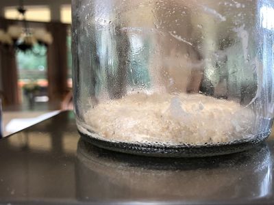 Starter just prior to feeding
The starter spreads out over the bottom of the container when it has exhausted the available food.  Time to feed again.
