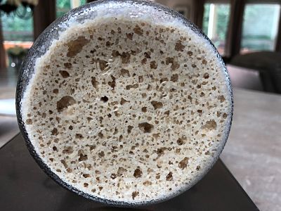 Starter, mature and vigorous, and ready to build levain fo dough
This bottom view of the mature starter gives clear evidence of the level of activity and vigor of the starter.  This one is ready to make the bread.
