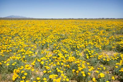 Wildflowers Galore
Vast field of wildflowers near the twon of Bowie
Keywords: WILDFLOWERS;ARIZONA