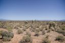 04092020_SaguaritaAz_CactusTour_73_PortfolioExp.jpg