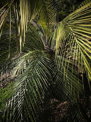 Seen at Lotus Gardens in Montecito (Santa Barbara)
