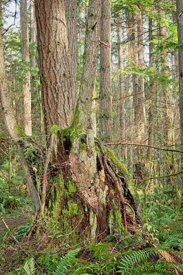 Trees, Moss, Ferns, Damp, Dark, Green
All that was missing was a little house in a hill with a round door
