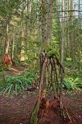 Another Tortured Tree
The trip to Ferrel-McWhirter Farm Park yielded some fun subjects in the trees and moss of the forest.  For a small park it was pretty amazing.  Another photo subject is visible in the left side background here, too.

