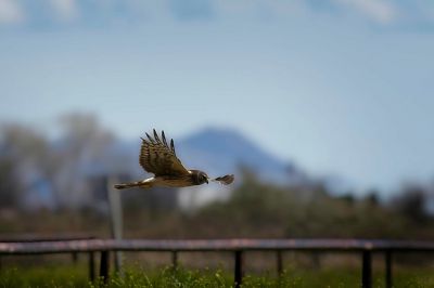 Northern Harrier Scouting for Lunch
Another shot of the Northern Harrier we encountered at Whitewater Draw, outside Willcox, AZ
