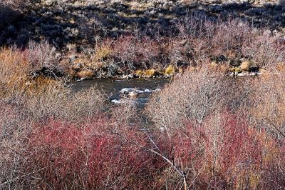 Truckee River Winter
A warm winter view of the Truckee, through brush already asleep for the season.
