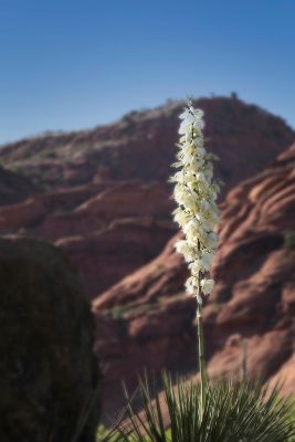 Yucca in Bloom
The Yuccas were in bloom while we were here at Red Rock Canyon.
