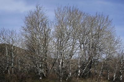 Birches don't think it is Spring yet
We found these trees in Angel Lake Campground.  It was closed, but we walked in to enjoy the quiet.
